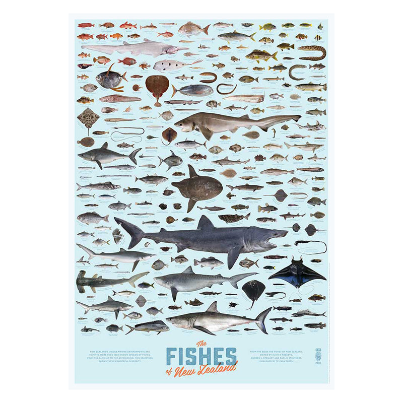 The Fishes of New Zealand Poster – TePapaStore